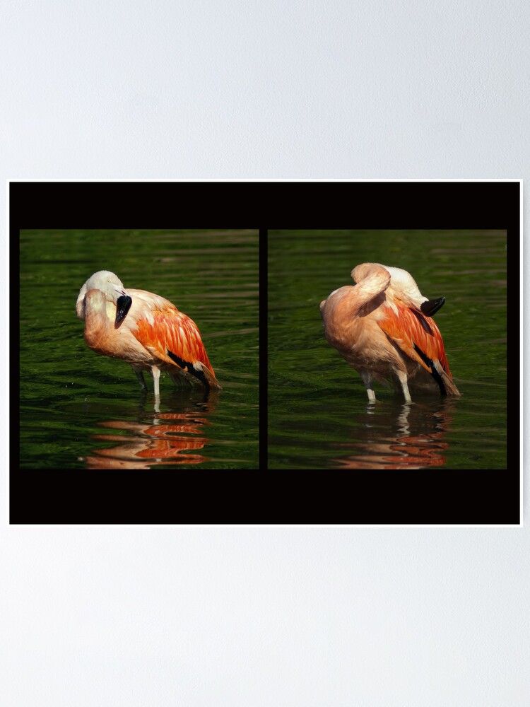 Thumbnail 1 of 3, Poster, Scratch front, scratch back - Bathing flamingo designed and sold by steppeland.