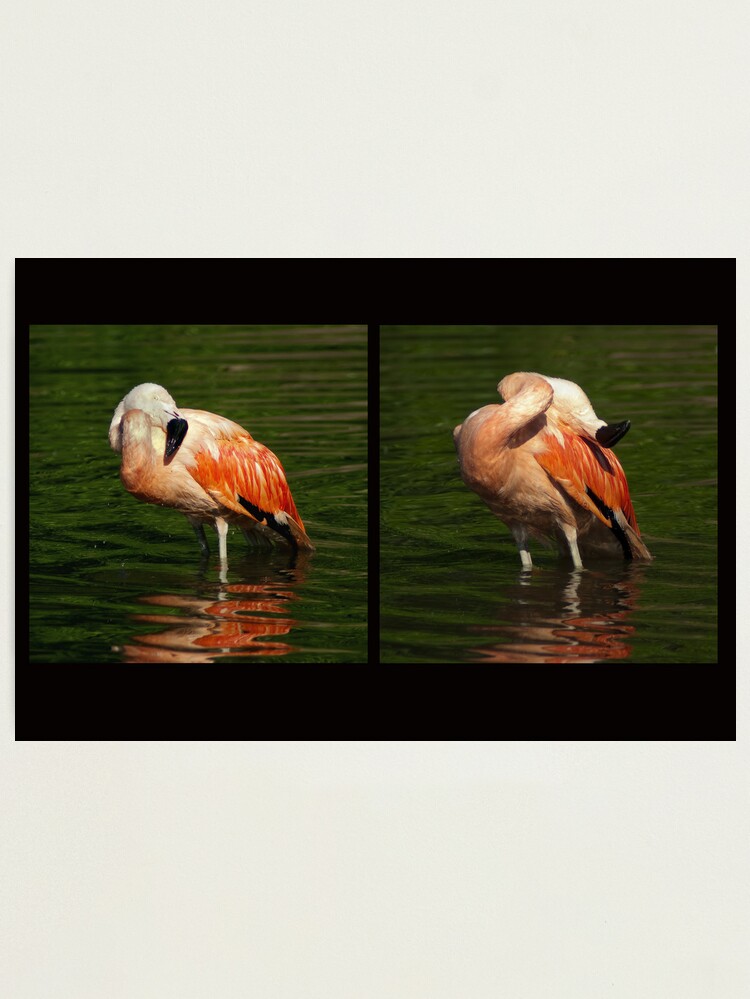 Thumbnail 1 of 3, Photographic Print, Scratch front, scratch back - Bathing flamingo designed and sold by steppeland.