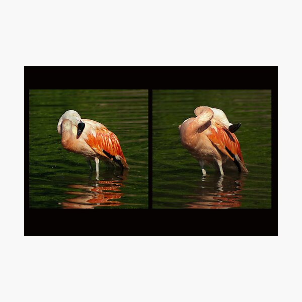 Photographic Print