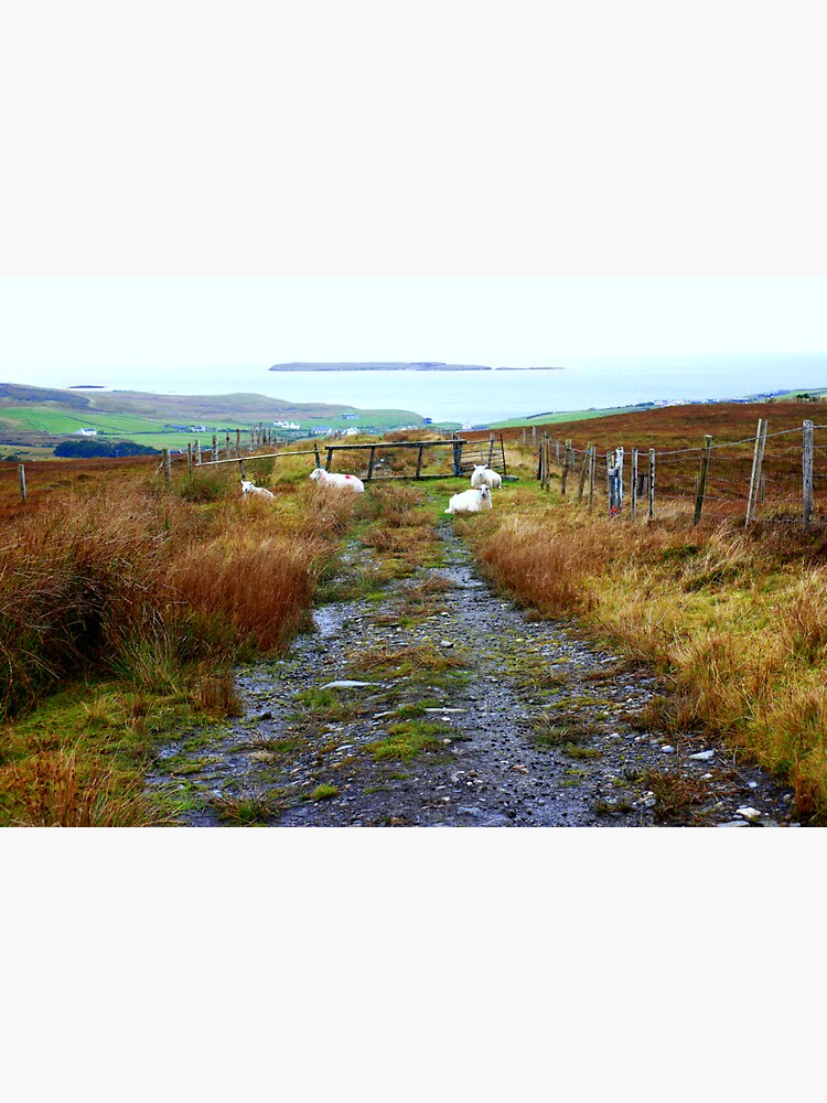"Sheep of Glencolmcille County Donegal" Sticker for Sale by Moments