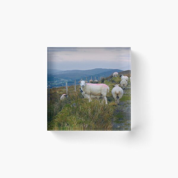 Sheep on Rural Path - County Donegal Acrylic Block