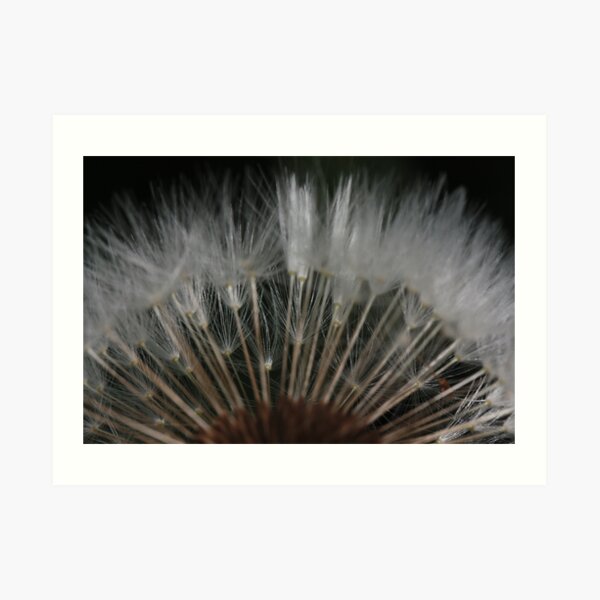 dandelion's secrets 1 Art Print