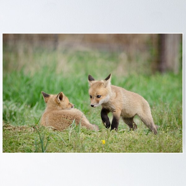 Item preview, Coming to Get You (Baby Foxes) Animal / Wildlife Photograph designed and sold by PIPAArtHomeDeco.