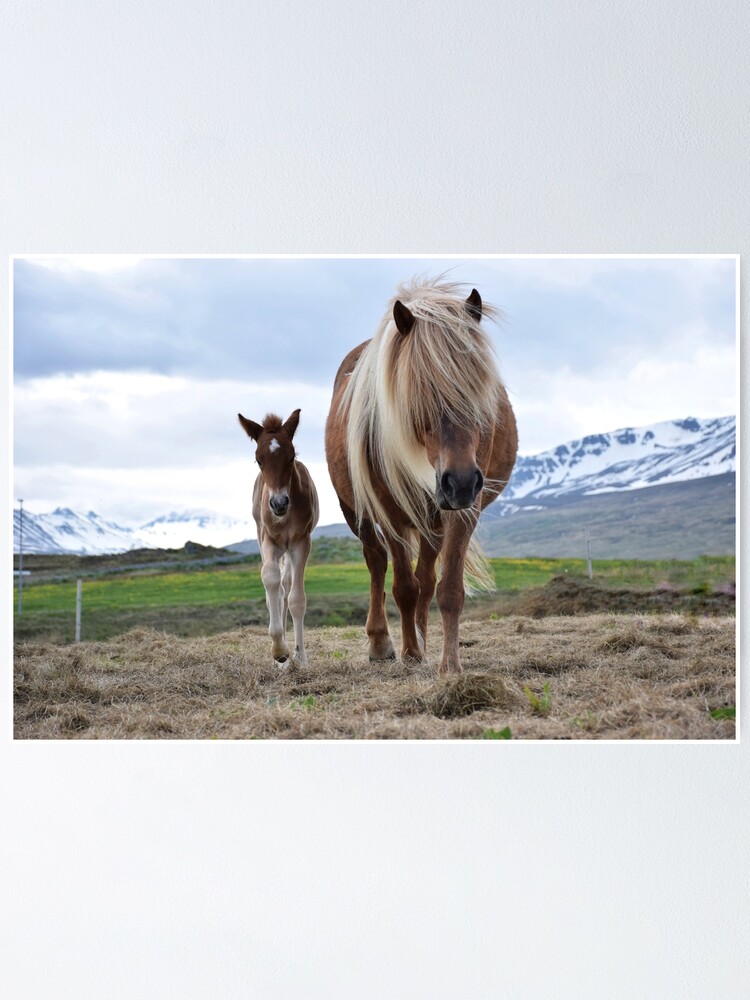 Icelandic Ponies with Foals