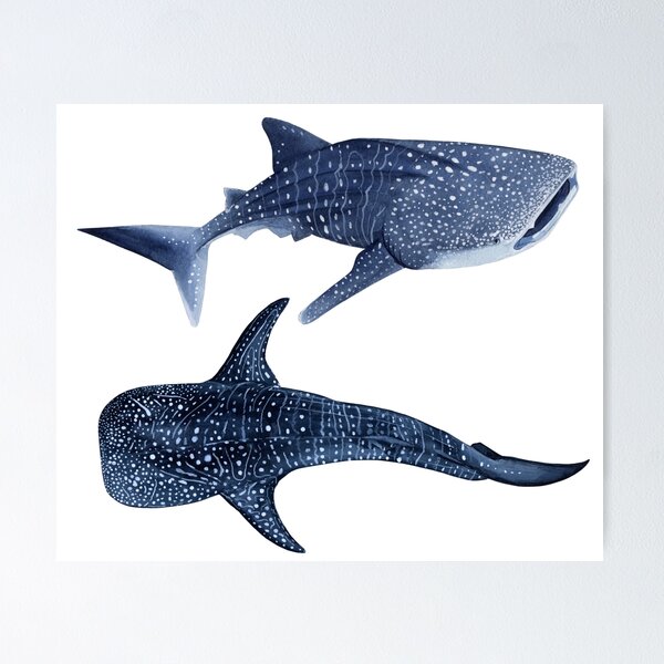 Item preview, WHALE SHARKS designed and sold by BEATRIZ ABAITUA.