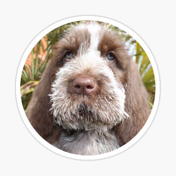 Brown Roan Spinone Puppy Sticker
