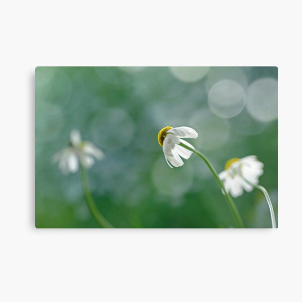 Chamomile behind Metal Print