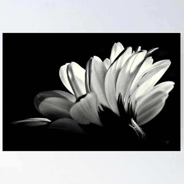 Item preview, Gerbera In Black And White. designed and sold by Aj Finan.