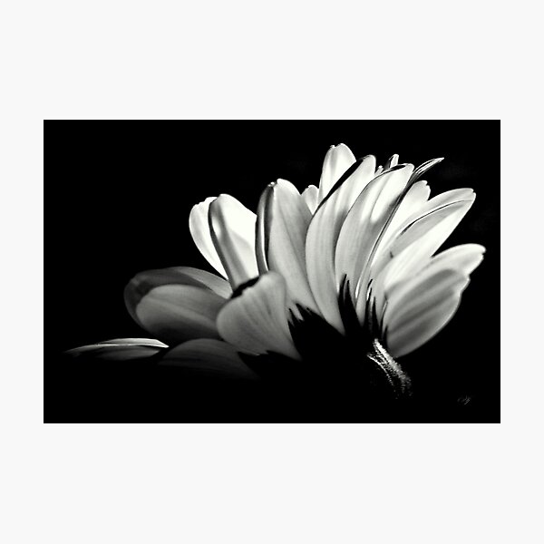 Item preview, 441x415 designed and sold by Aj Finan.
