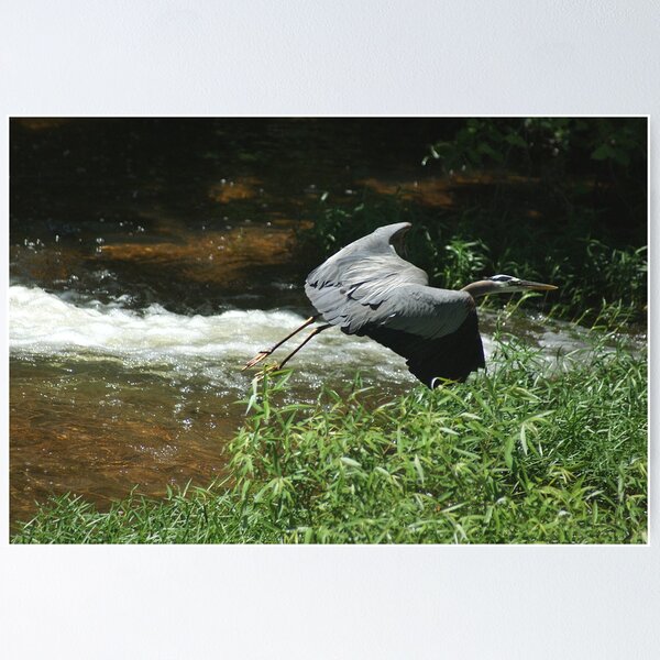 Aperçu de l'œuvre Blue Heron in flight créée et vendue par Rick Friedle.