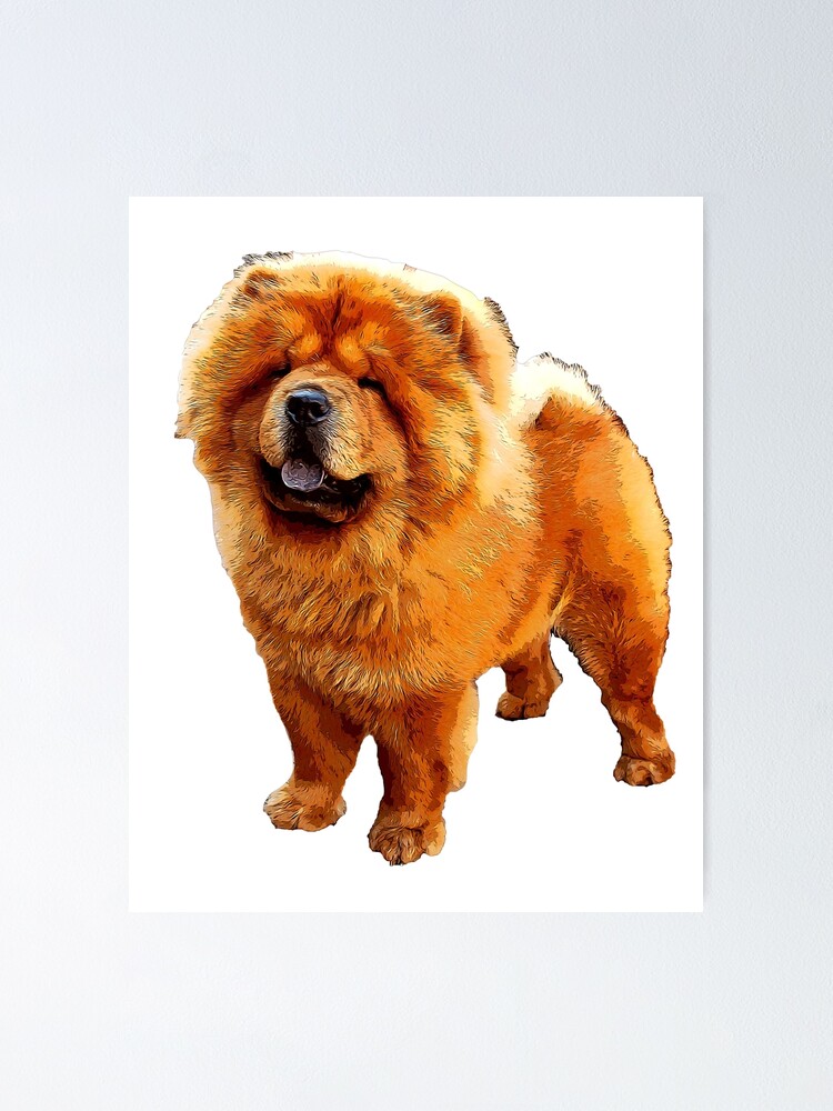 Adorable chow cheap chow