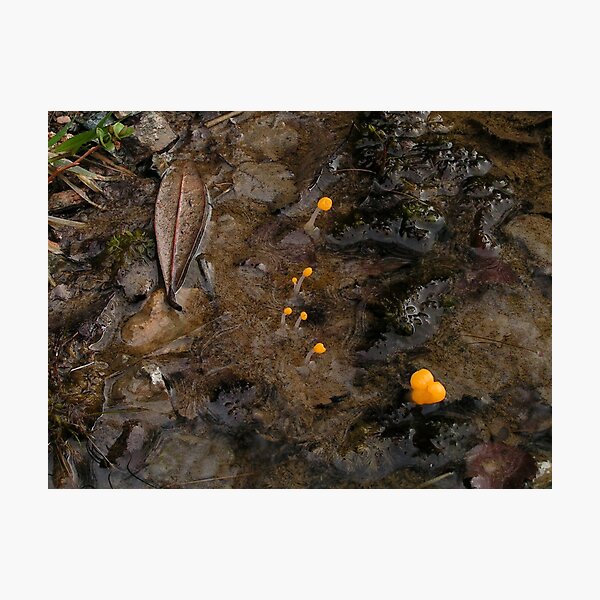 Artikelvorschau, Orange Mud Fungus - II entworfen und verkauft von Kat Simmons.