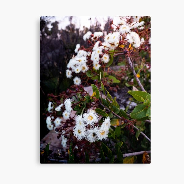 Item preview, Australian flowers at Sunset designed and sold by Maxineknovello.