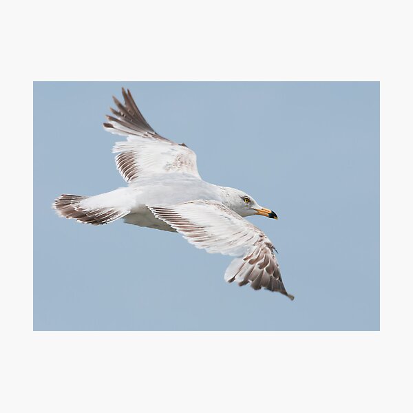 Item preview, Ring-Billed Gull designed and sold by (Tallow) Dave  Van de Laar.