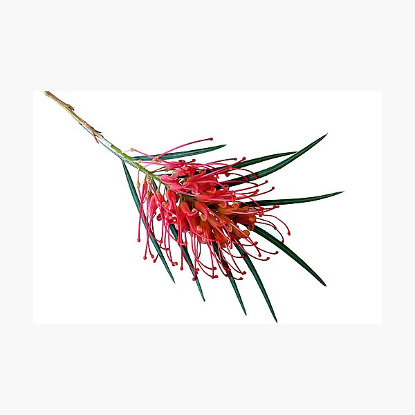 Item preview, Another Grevillea designed and sold by Magee.