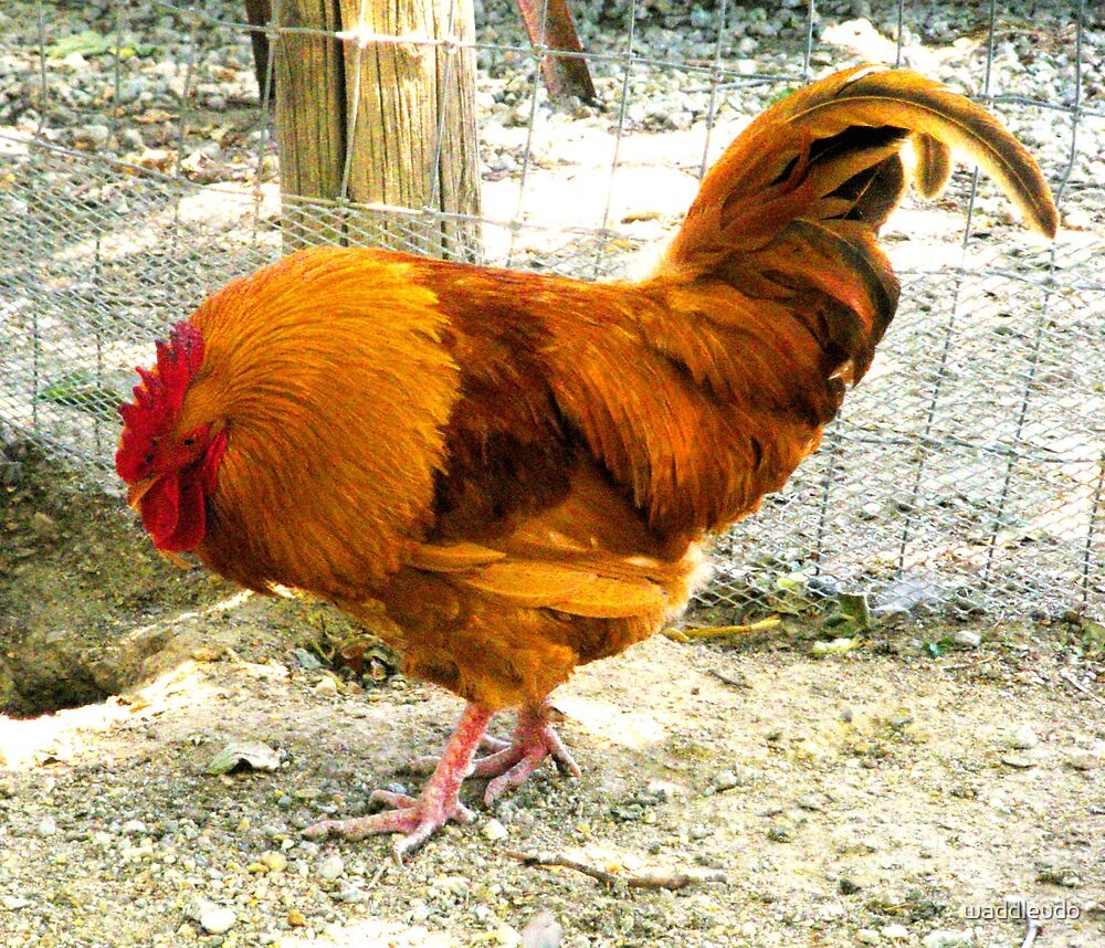 ""ROOSTER SECOND SHOT"" by waddleudo Redbubble