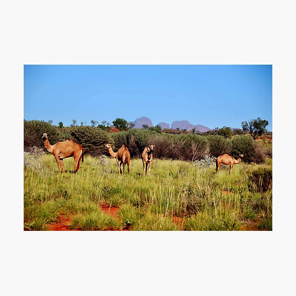 Item preview, Camels in the outback Australia designed and sold by Deborah Hilton.
