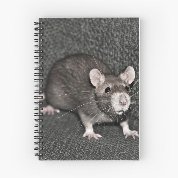 Item preview, Curious Rat designed and sold by yurix.