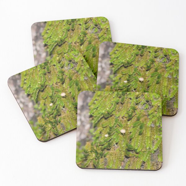 Item preview, Moss and mushroom in tree designed and sold by Antonio Pizarro Mendez.