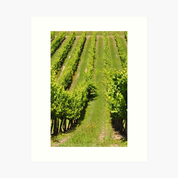 Item preview, Into the vineyards designed and sold by stellaclay.