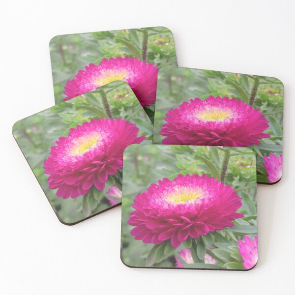 Item preview, beautiful pink colored callistephus chinensis flower designed and sold by hutofdesigns.
