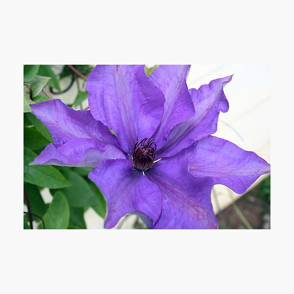 Item preview, Purple Clematis designed and sold by SKNickel.