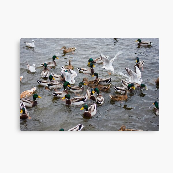 Survival Of The Fittest Canvas Print