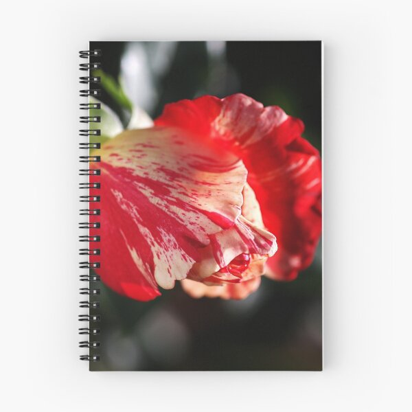 Item preview, Just Before Winter Rose designed and sold by Joy Watson - Natural Light Photography .