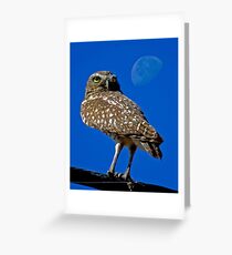 Moonbeam Owl Greeting Card