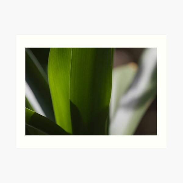Leaves Art Print