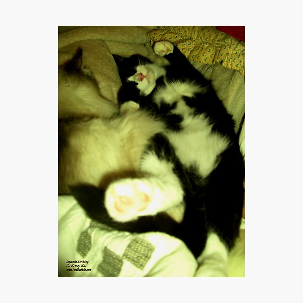 Tommy Asleep Photographic Print