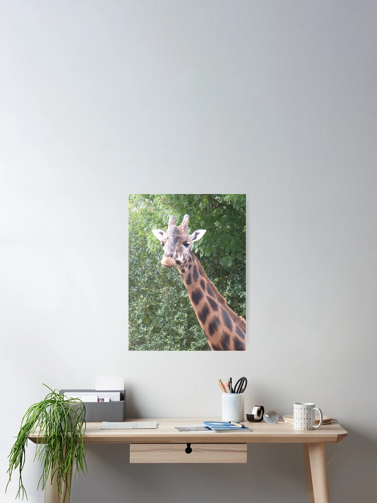Thumbnail 2 of 3, Poster, Giraffe designed and sold by Racben.