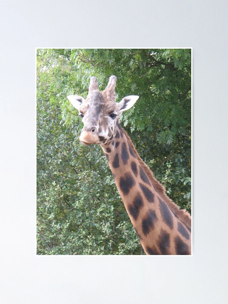 Thumbnail 1 of 3, Poster, Giraffe designed and sold by Racben.