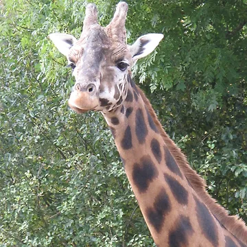 Artwork thumbnail, Giraffe by Racben