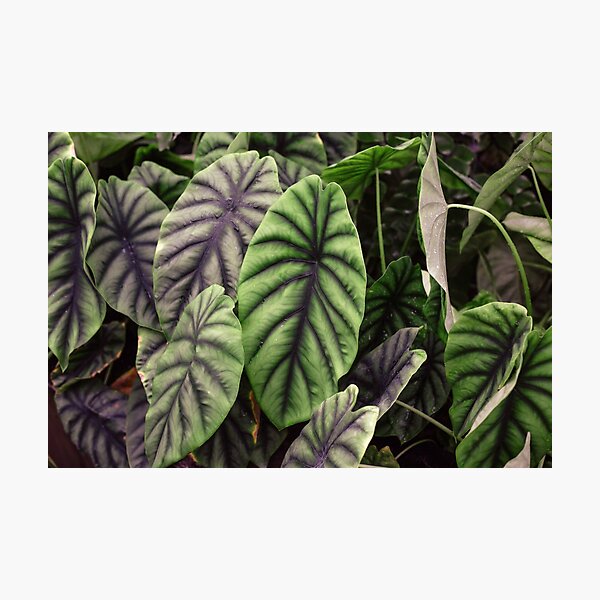Leaves, tropical plants Photographic Print