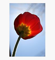 Fuzzy Tulip Photographic Print