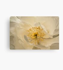White Tree Peony Canvas Print
