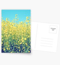 Rapeseed Summer Postcards