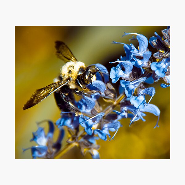 Bee Blue Photographic Print