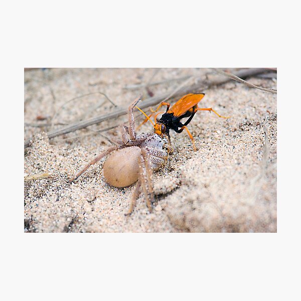 I'll have ya Photographic Print