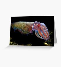 Colours of a Cuttle. Greeting Card