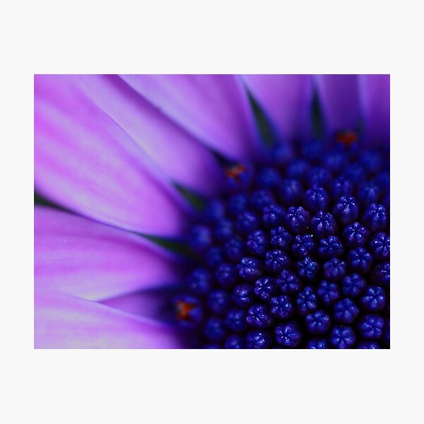 Cape Daisy Photographic Print