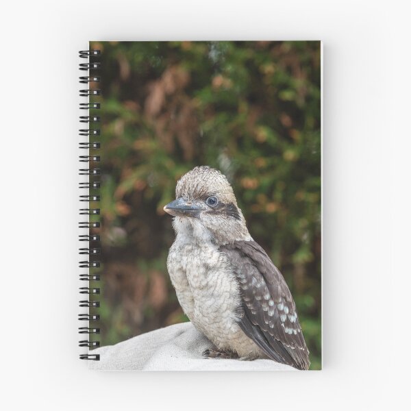 Item preview, baby kookaburra designed and sold by justine Gordon.