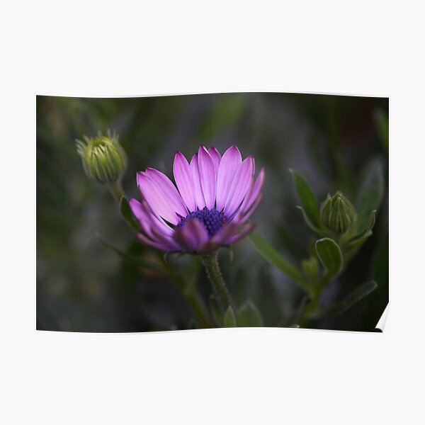 Osteospermum Poster