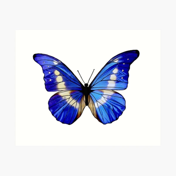 beautiful-blue-butterfly-art-print-for-sale-by-stickypixie-redbubble