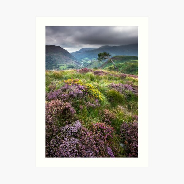 Snowdonia - Heather & Gorse above Beddgelert Art Print
