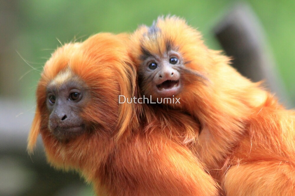 golden lion tamarin stuffed animal