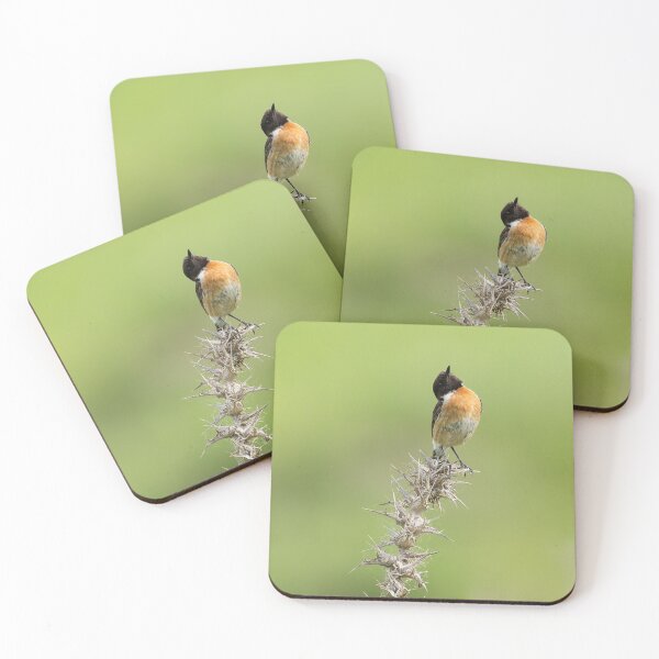 Item preview, Stonechat perched on thistle, Vía Verde de la Sierra, Andalusia, Spain designed and sold by AndrewJonesFoto.