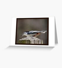 "The Nuthatch" Greeting Card