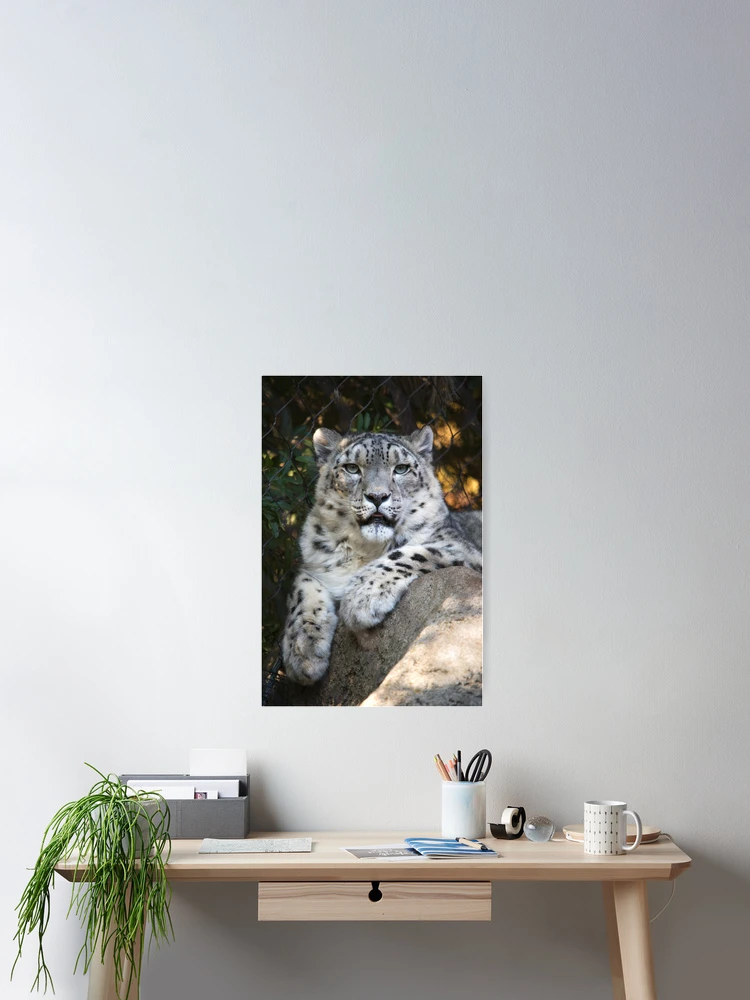 Thumbnail 2 of 3, Poster, Snow Leopard designed and sold by Randall Ingalls.